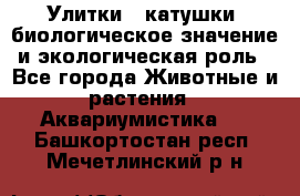 Улитки – катушки: биологическое значение и экологическая роль - Все города Животные и растения » Аквариумистика   . Башкортостан респ.,Мечетлинский р-н